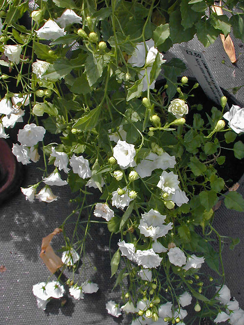 CAMPANULA x HAYLODGENSIS 'MARION FISHER'