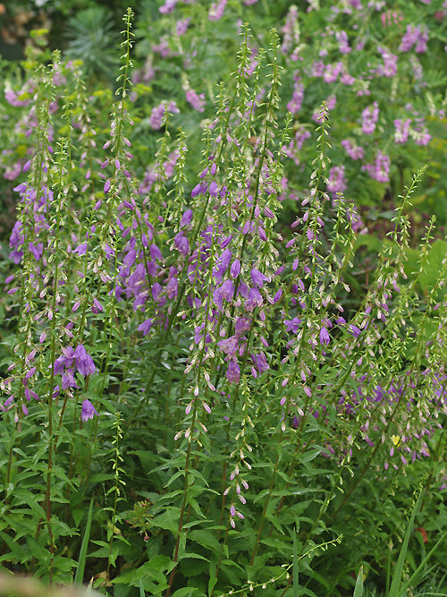 CAMPANULA 'MISTY DAWN'