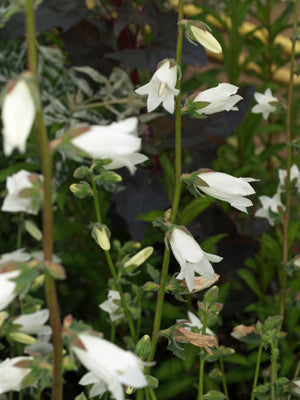 CAMPANULA OCHROLEUCA