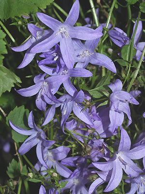 CAMPANULA POSCHARSKYANA 'BLUE WATERFALL'