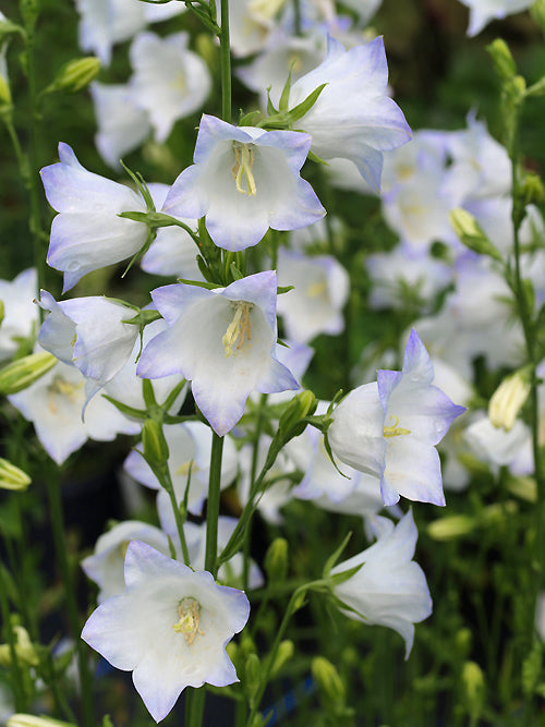 CAMPANULA PERSICIFOLIA 'CHETTLE CHARM'