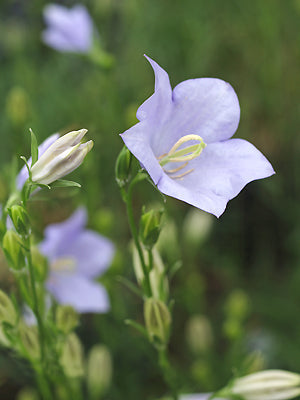 CAMPANULA PERSICIFOLIA 'CORNISH MIST'
