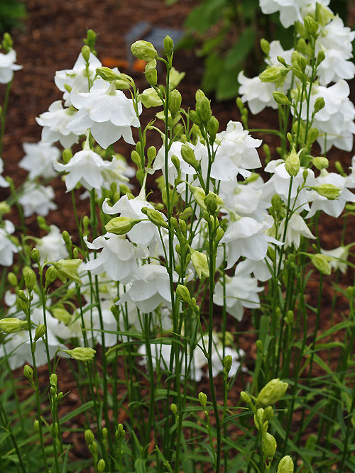 CAMPANULA PERSICIFOLIA 'HAMPSTEAD WHITE'