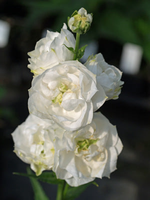 CAMPANULA PERSICIFOLIA 'POWDER PUFF'