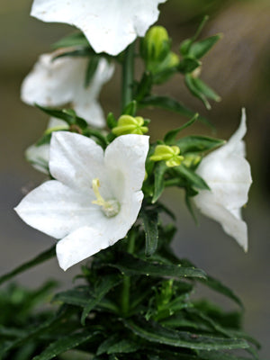 CAMPANULA PERSICIFOLIA var.PLANIFLORA f.ALBA