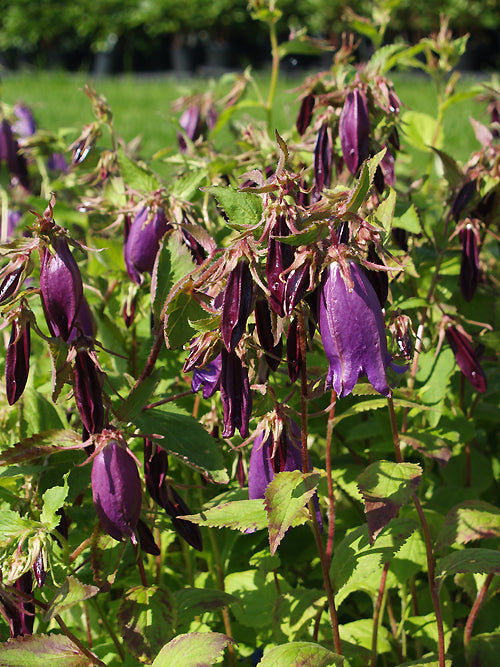 CAMPANULA 'PURPLE SENSATION'