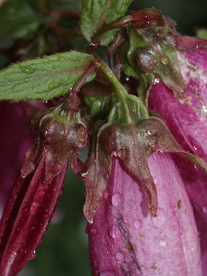 CAMPANULA PUNCTATA 'WINE 'N' RUBIES'