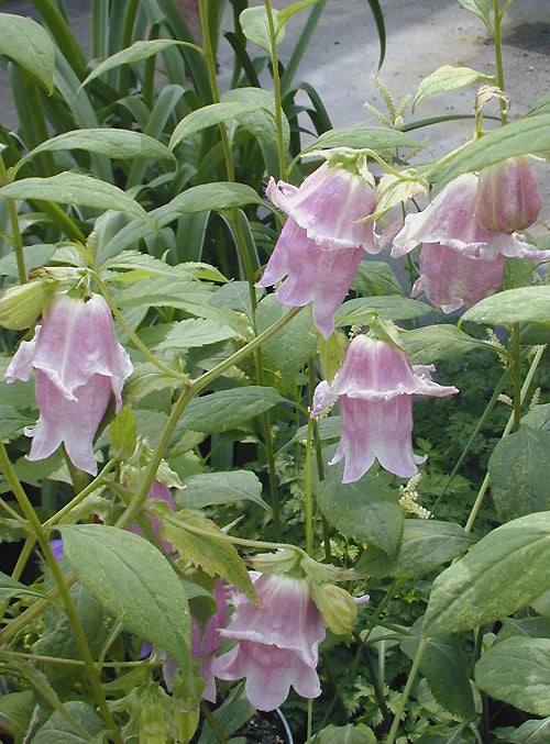 CAMPANULA PUNCTATA 'PANTALOONS'