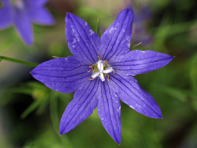 CAMPANULA PATULA