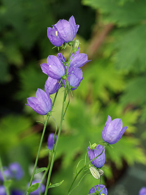 CAMPANULA RHOMBOIDALIS