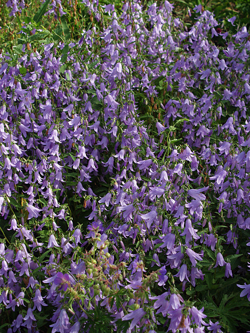 CAMPANULA SARMATICA 'HEMELSTRALING'