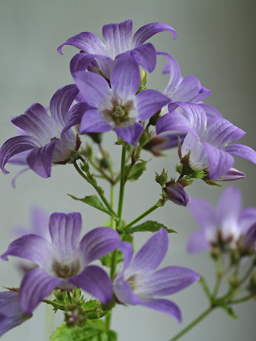 CAMPANULA 'SENIOR'