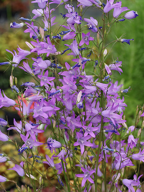 CAMPANULA POLLINENSIS