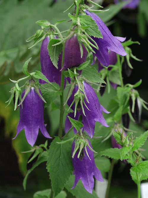 CAMPANULA 'SARASTRO'