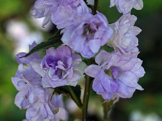 CAMPANULA TRACHELIUM DOUBLE LILAC
