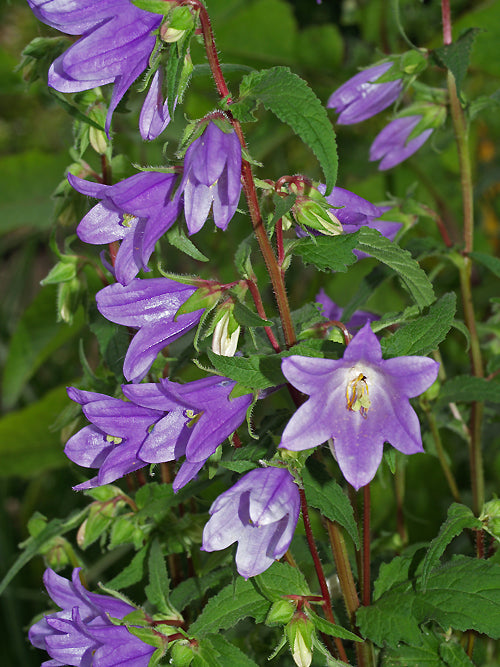 CAMPANULA TRACHELIUM