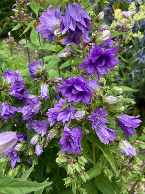 CAMPANULA TRACHELIUM double blue