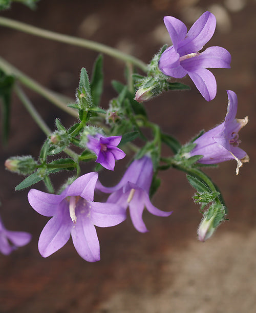 CAMPANULA SP. RCB UA-15