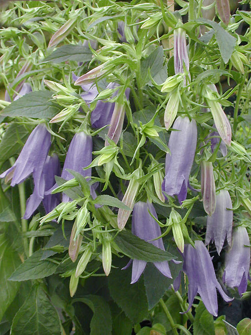 CAMPANULA 'VAN-HOUTTEI'