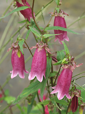 CAMPANULA PUNCTATA f.RUBRIFLORA 'VIENNA FESTIVAL'