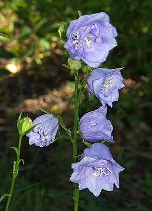 CAMPANULA PERSICIFOLIA 'WORTHAM BELLE'
