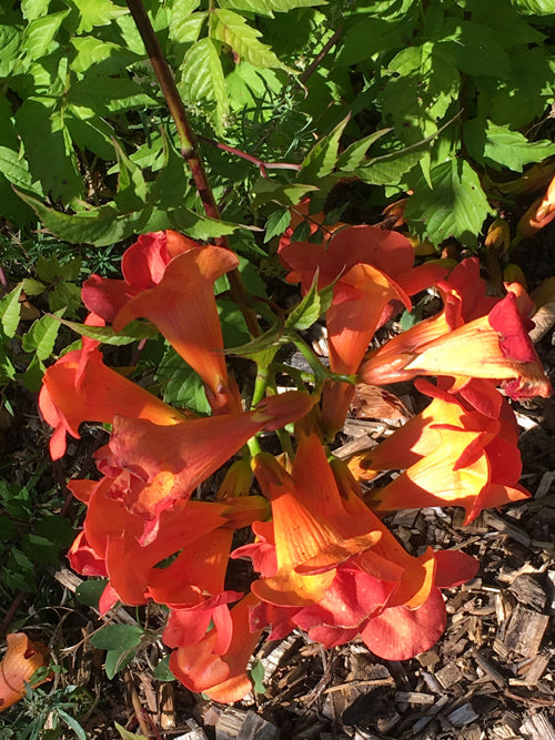 CAMPSIS RADICANS 'FLAMENCO'