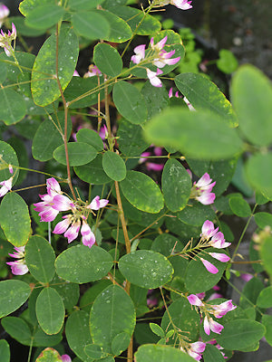 CAMPYLOTROPIS MACROCARPA