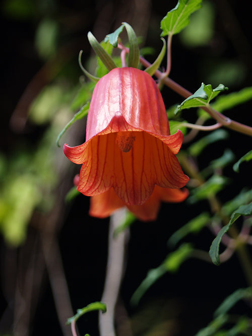 CANARINA CANARIENSIS