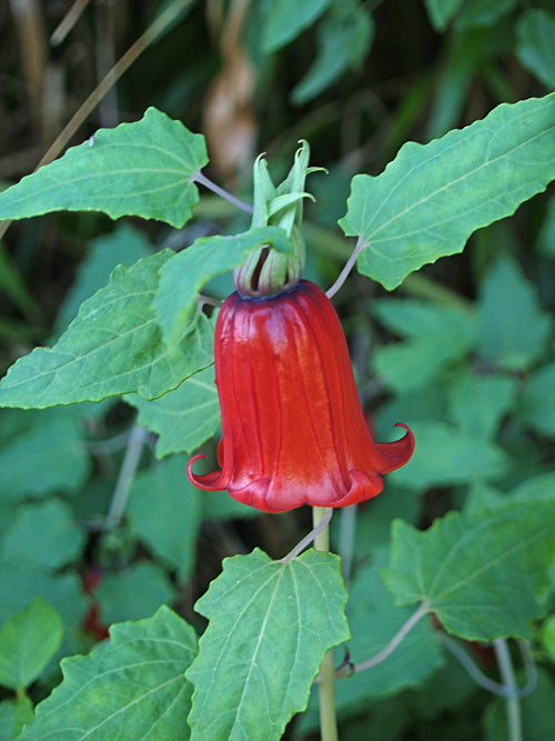 CANARINA CANARIENSIS FROM ANAGA MOUNTAINS, TENERIFE