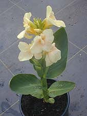 CANNA 'Cream with pink spots'