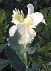 CANNA 'ERMINE'