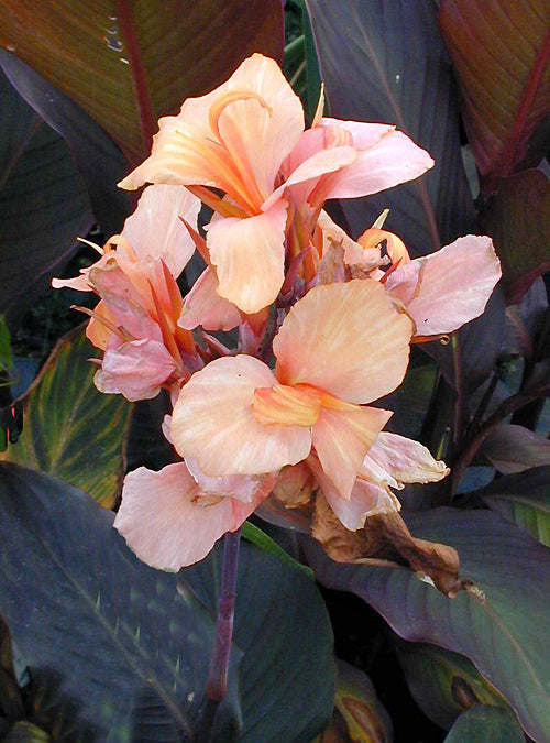 CANNA 'KYNEBURG'