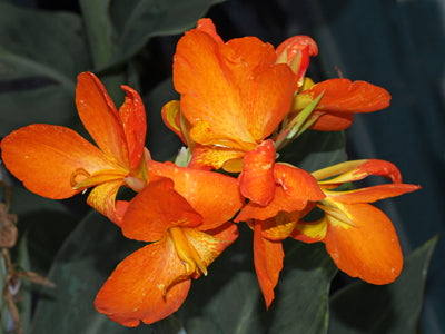 CANNA 'ORANGE PUNCH'