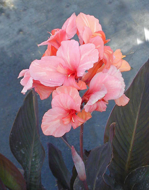 CANNA 'OSRIC'