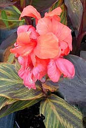 CANNA unknown variety
