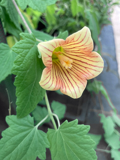 CANARINA EMINII