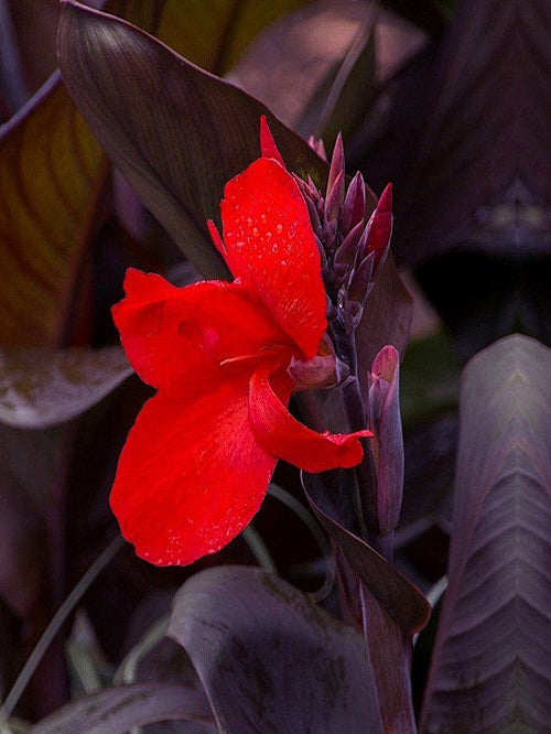 CANNA 'GENERAL EISENHOWER'