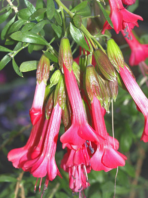 CANTUA BUXIFOLIA 'DANCING OAKS'