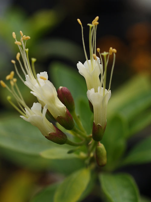 CANTUA PYRIFOLIA