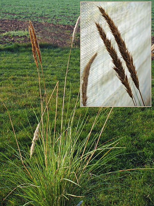 CAPEOCHLOA CINCTA