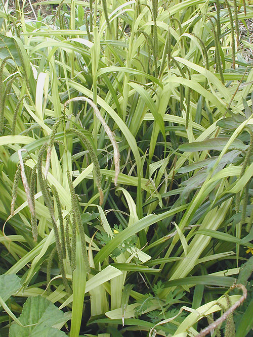 CAREX PENDULA 'MOONRAKER'
