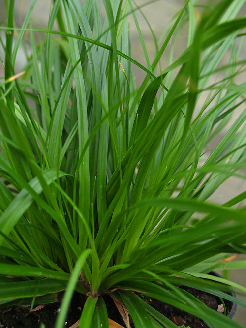 CAREX OSHIMENSIS