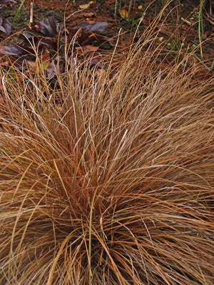 CAREX PETRIEI
