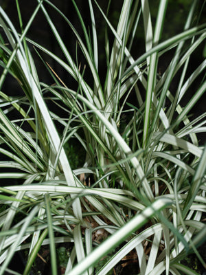 CAREX RIPARIA 'VARIEGATA'