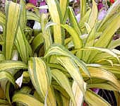 CAREX SIDEROSTICHA 'BANANA BOAT'