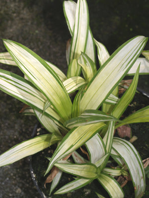CAREX SIDEROSTICHA 'SPRING SNOW'