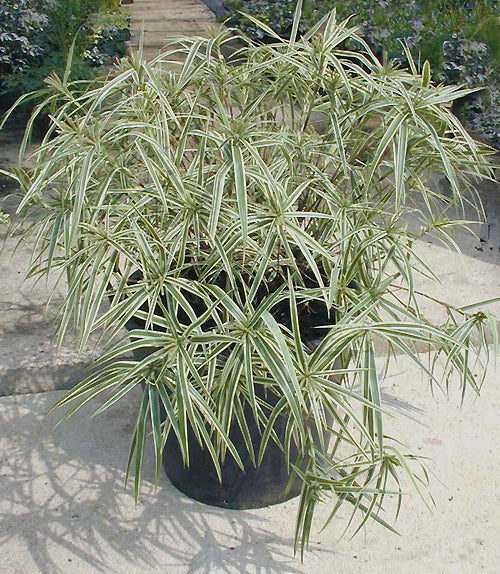 CAREX PHYLLOCEPHALA 'SPARKLER'