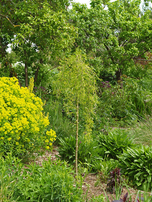 CARAGANA ARBORESCENS 'WALKER'