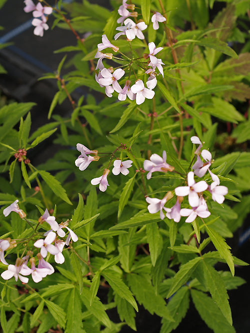 CARDAMINE BULBIFER