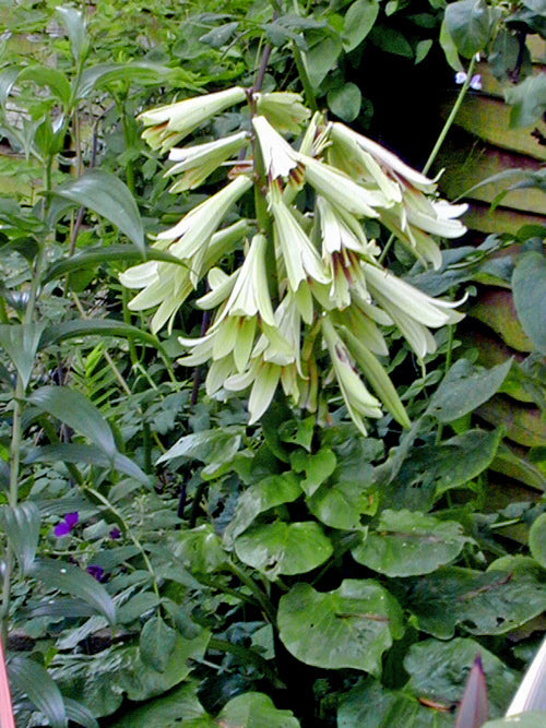 CARDIOCRINUM GIGANTEUM var.YUNNANENSE